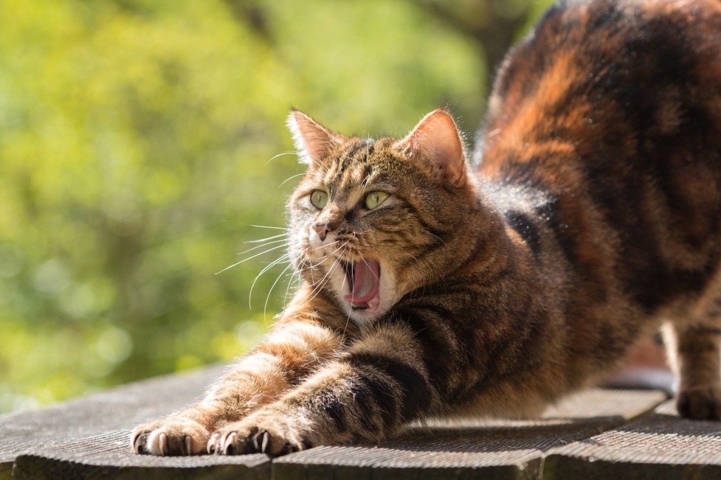 ヨガの体勢をとる猫